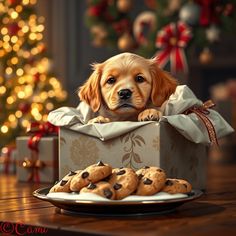 Nutrition for all pets